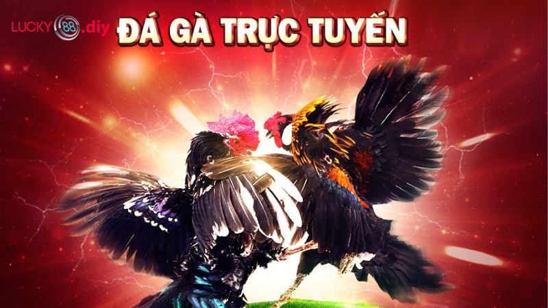 Đá gà Lucky88 - Các màn cá cược không thể bỏ qua